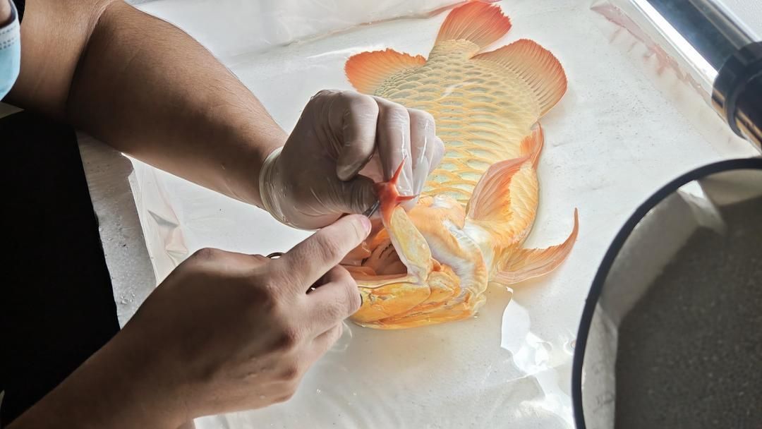 手術矯正龍魚兜嘴的風險大嗎？，手術矯正龍魚兜嘴的風險