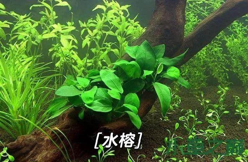 如何選擇適合龍魚缸的水草？，如何選擇適合龍魚缸的水草[emoji[需手動填充]1f495[[需手動填充]emoji[需手動填充]