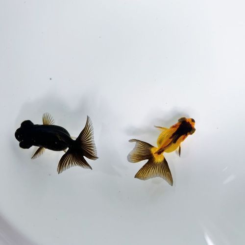 如何判斷蝶尾金魚的品質(zhì)，如何判斷蝶尾金魚品質(zhì)