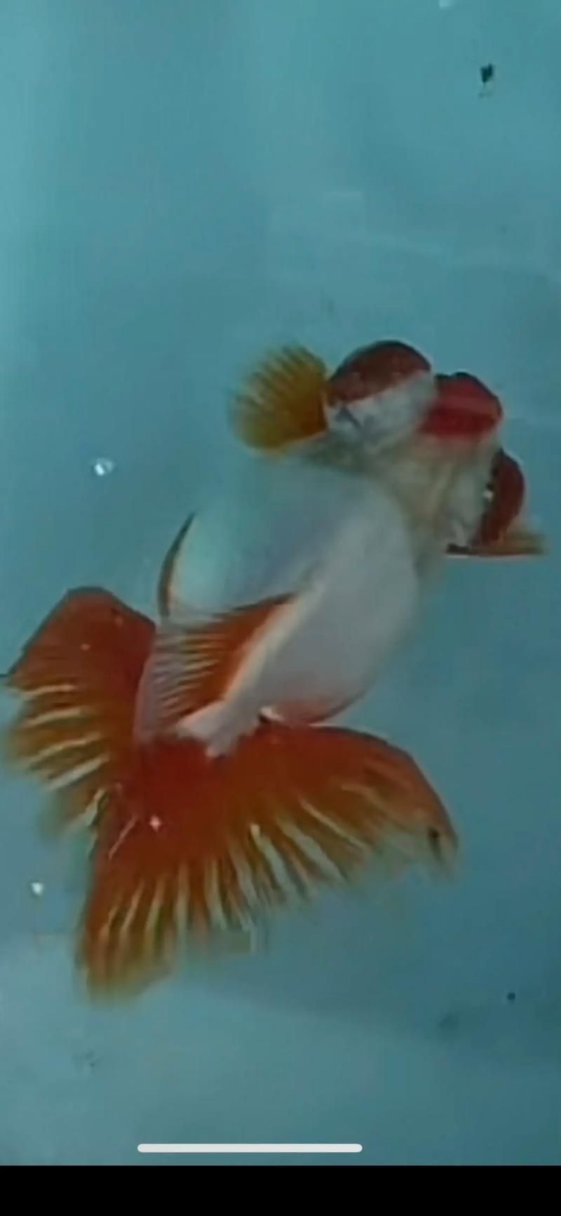 如何判斷蝶尾金魚的品質(zhì)，如何判斷蝶尾金魚品質(zhì)
