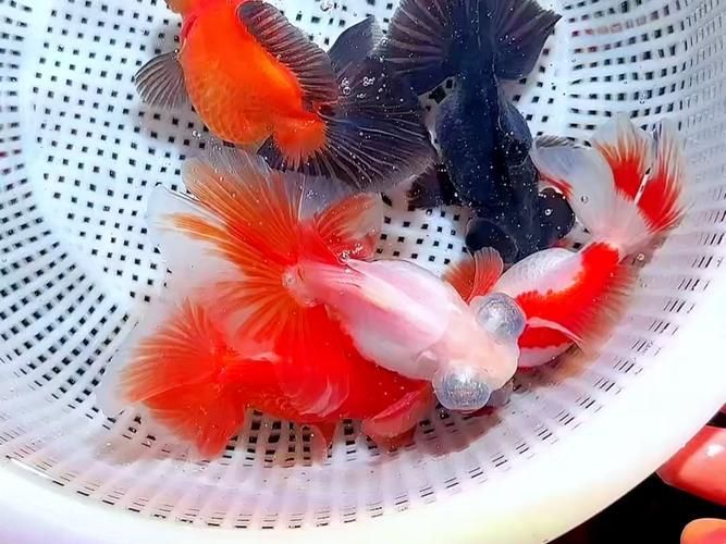 如何判斷蝶尾金魚的品質，如何判斷蝶尾金魚品質