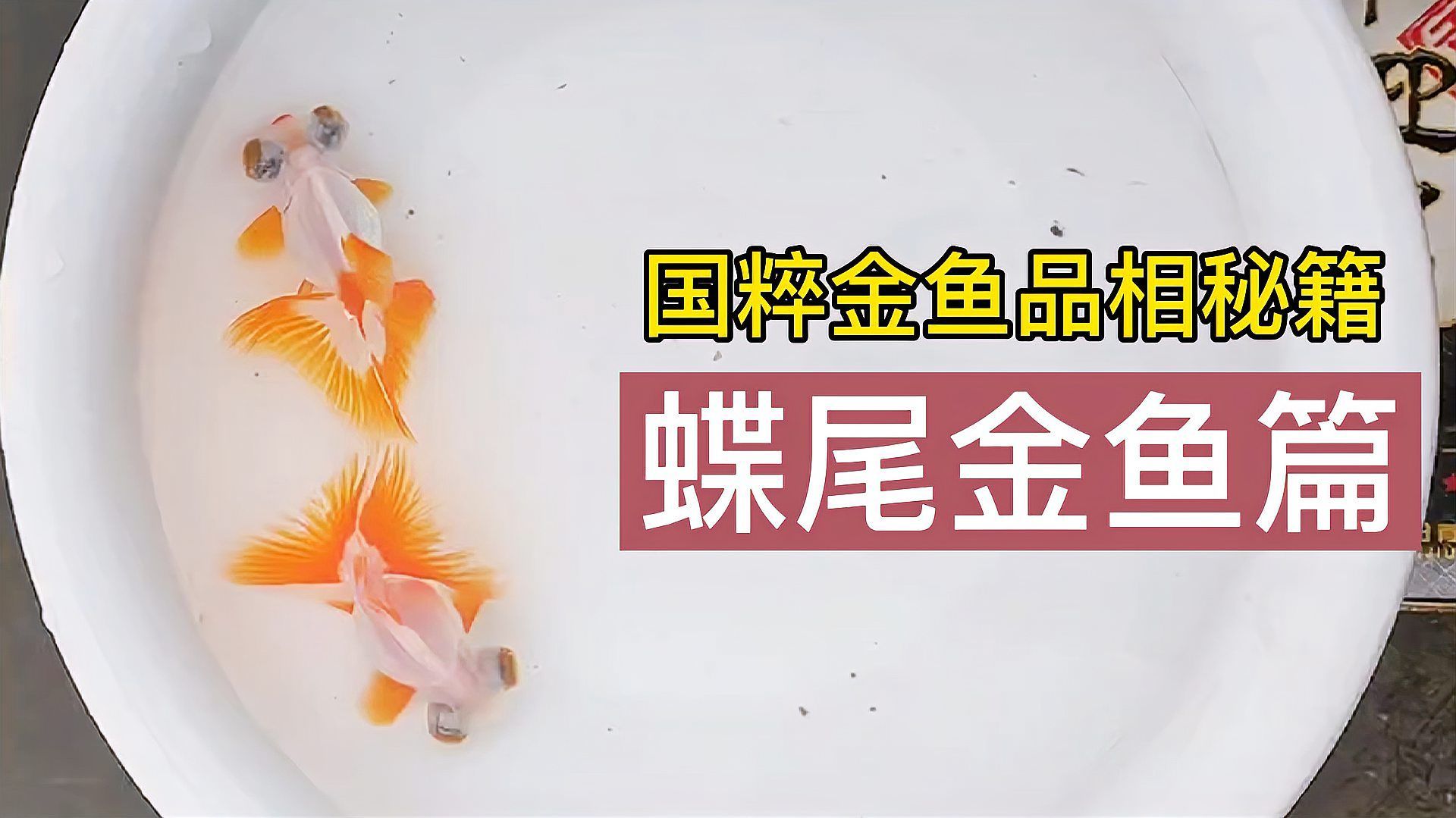 如何判斷蝶尾金魚的品質(zhì)，如何判斷蝶尾金魚品質(zhì)