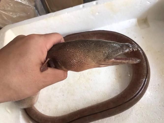 如何區(qū)分杜龍魚和日本鰻魚？，如何區(qū)分杜龍魚與日本鰻魚