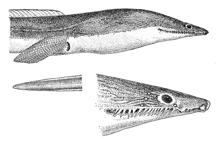 如何區(qū)分杜龍魚和日本鰻魚？，如何區(qū)分杜龍魚與日本鰻魚