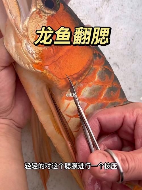 給我一些龍魚(yú)鰓蓋修復(fù)的圖片示例，關(guān)于龍魚(yú)鰓蓋修復(fù)的圖片示例
