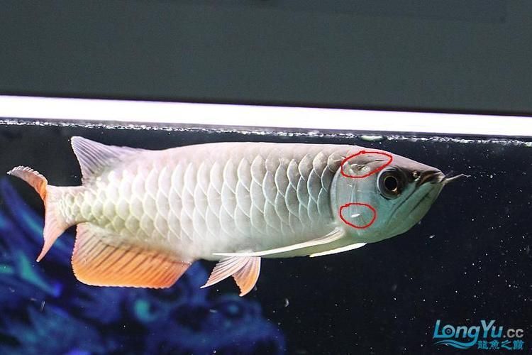 給我一些龍魚(yú)鰓蓋修復(fù)的圖片示例，關(guān)于龍魚(yú)鰓蓋修復(fù)的圖片示例
