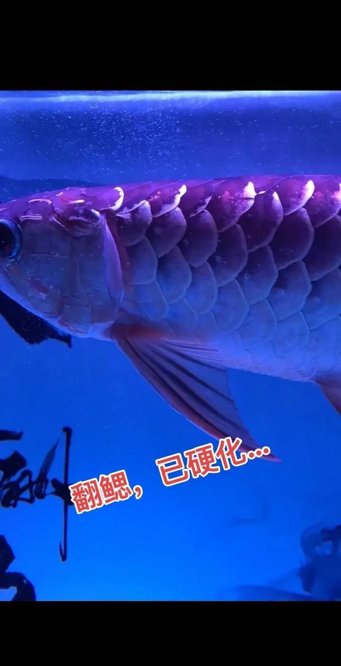 給我一些龍魚(yú)鰓蓋修復(fù)的圖片示例，關(guān)于龍魚(yú)鰓蓋修復(fù)的圖片示例