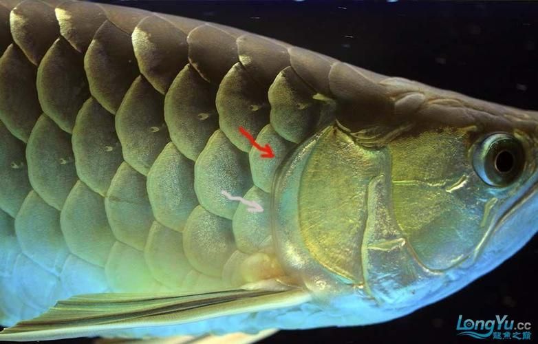 給我一些龍魚(yú)鰓蓋修復(fù)的圖片示例，關(guān)于龍魚(yú)鰓蓋修復(fù)的圖片示例