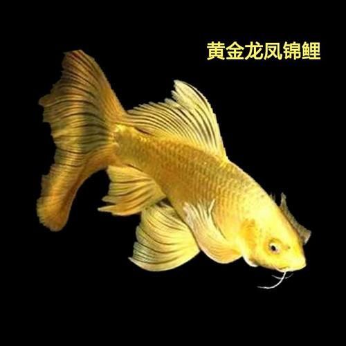 鳳陽龍魚有哪些獨(dú)特特征？，鳳陽龍魚是什么？