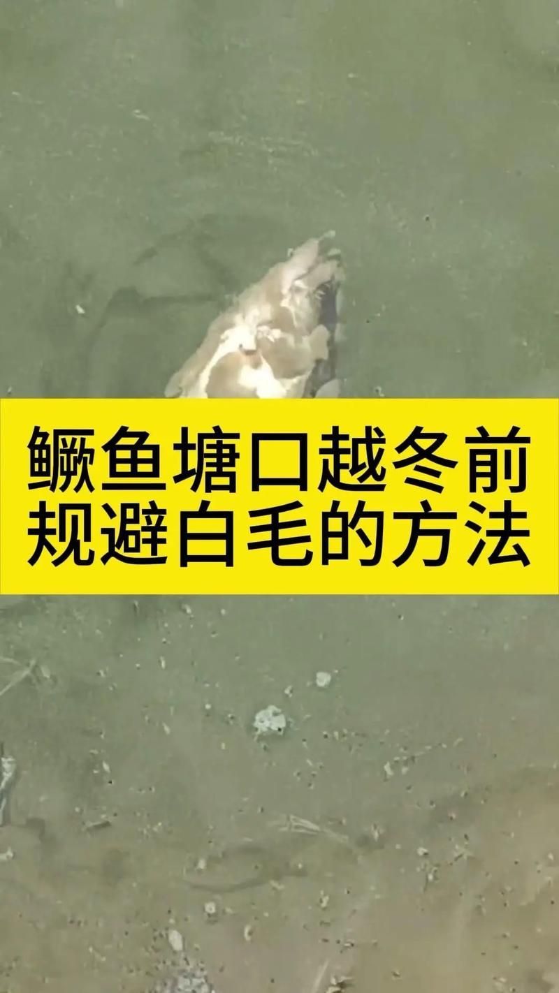 如何預防魚真菌感染復發，水產科學預防魚真菌感染復發的系統性預防知識（1000字詳解）