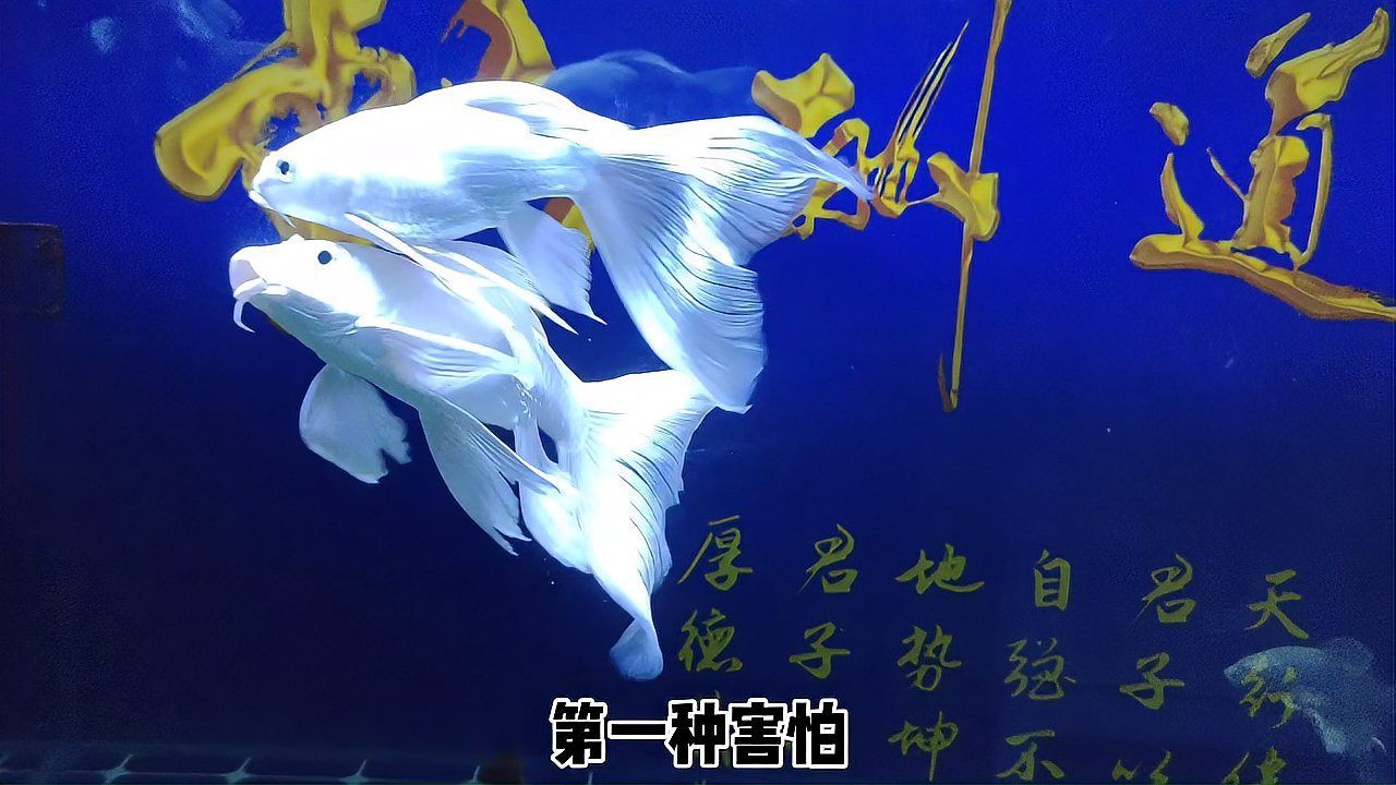 如何判斷蝴蝶鯉是否健康，如何判斷蝴蝶鯉是否健康，