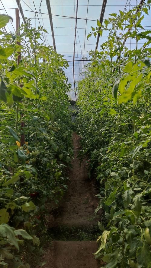 植物黑斑病有哪些抗病品種，關(guān)于植物黑斑病的一些建議