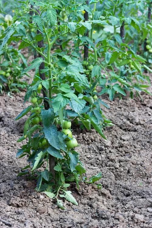 植物黑斑病有哪些抗病品種，關(guān)于植物黑斑病的一些建議