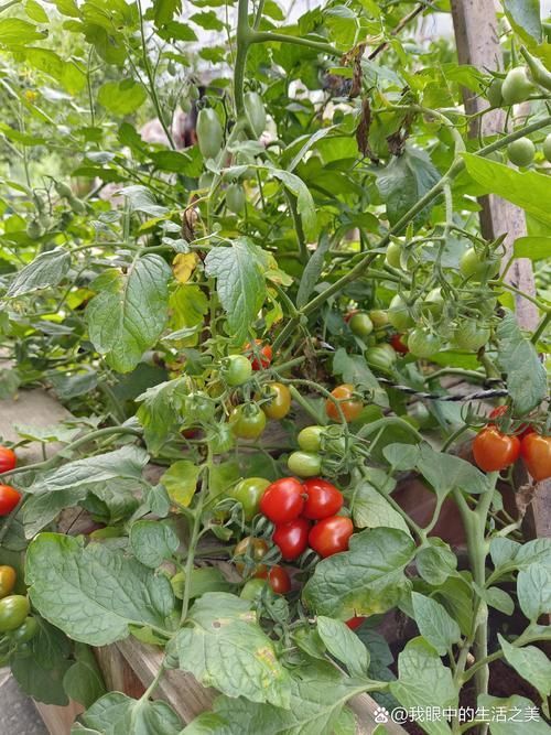 植物黑斑病有哪些抗病品種，關(guān)于植物黑斑病的一些建議