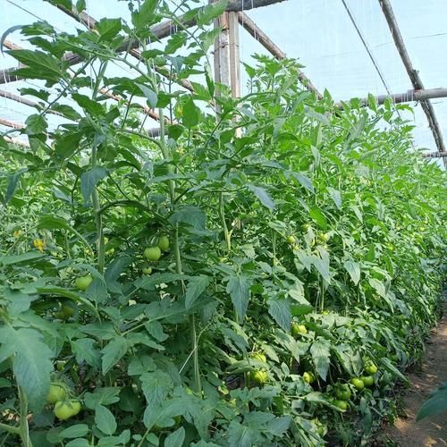 植物黑斑病有哪些抗病品種，關(guān)于植物黑斑病的一些建議