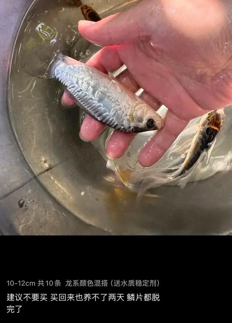給我一些關(guān)于德魯斯龍魚(yú)的圖片，德魯斯龍魚(yú)品種鑒別指南，