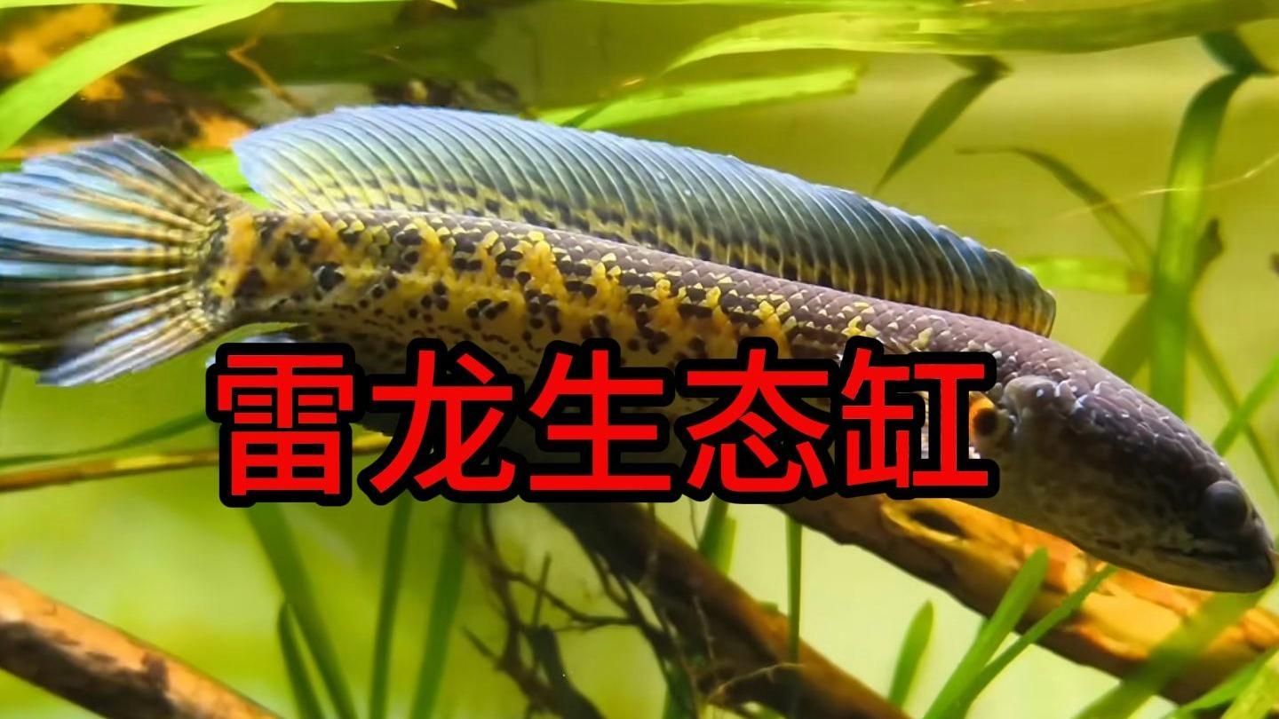 龍魚飼養需要哪些專業設備？，龍魚飼養需要以下專業設備