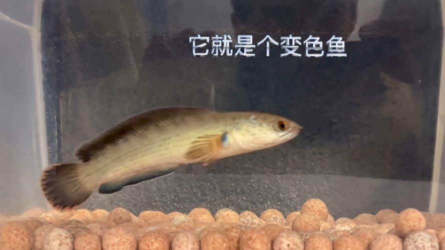 給我一些紅龍魚變色過程的圖片，紅龍魚變色過程中有哪些注意事項？