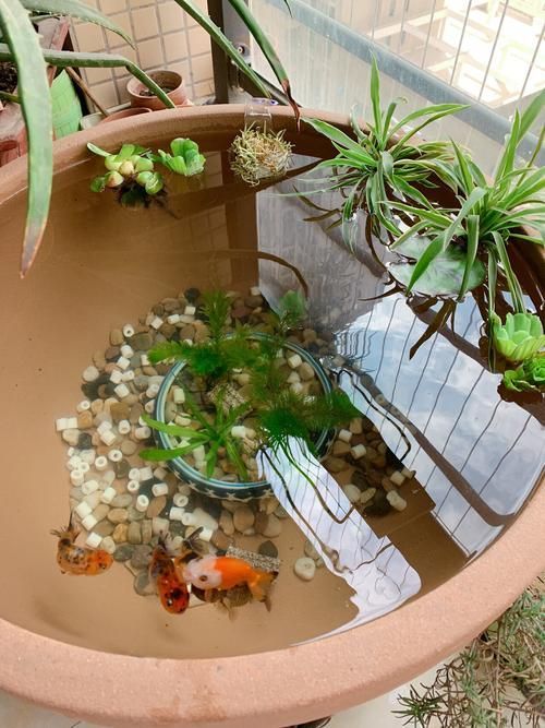如何預(yù)防金魚再次爛尾，arxiv論文助手預(yù)防金魚再次爛尾思考完成arxiv論文助手