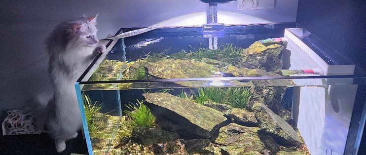 如何判斷龍魚魚缸的材質？，判斷龍魚魚缸材質的幾個關鍵因素，龍魚魚缸材質對比清單