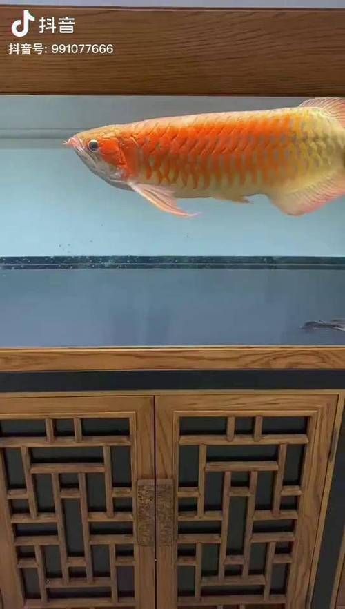 如何區分紅龍龍魚的品相？，如何區分紅龍魚的品相？