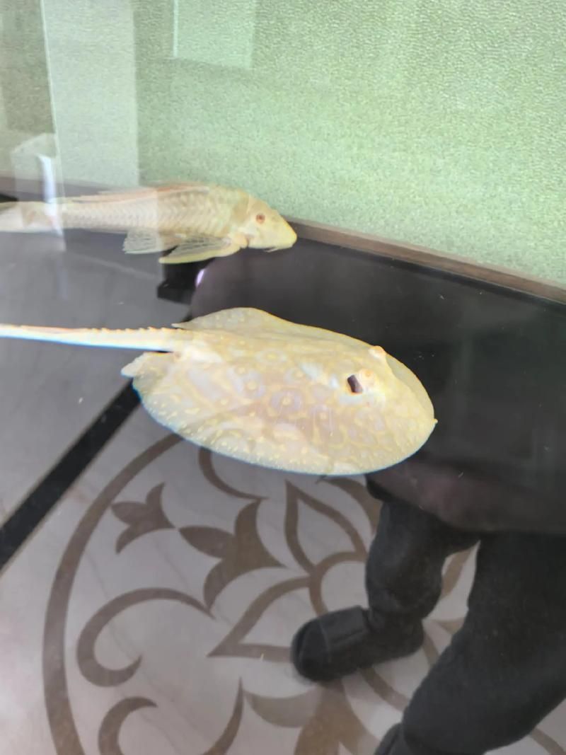 白子龍魚適合哪些水族箱？，淺談白子龍魚水族箱配置
