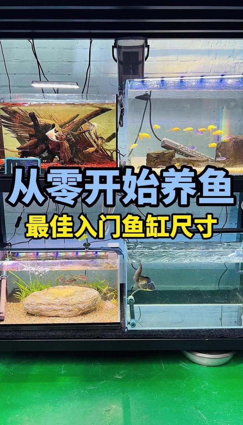 魚缸多大適合家庭養(yǎng)魚？