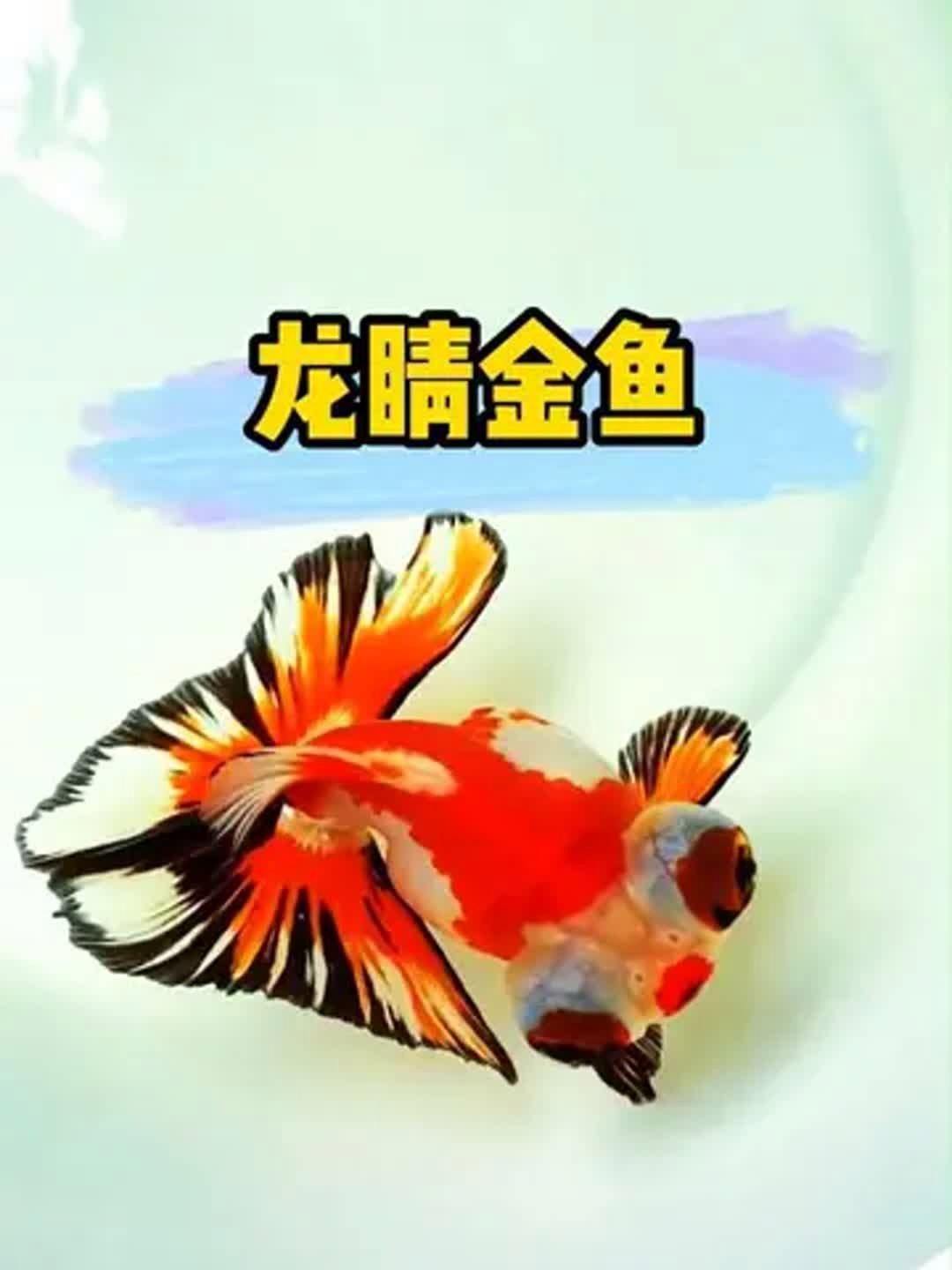 龍睛和蝶尾哪個(gè)更受歡迎，龍睛和蝶尾哪個(gè)好？