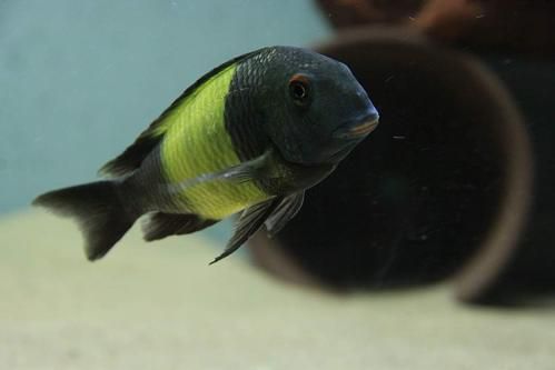 如何區(qū)分黃寬帶蝴蝶魚的性別？