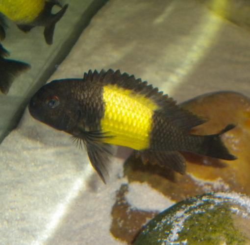 如何區分黃寬帶蝴蝶魚的性別？