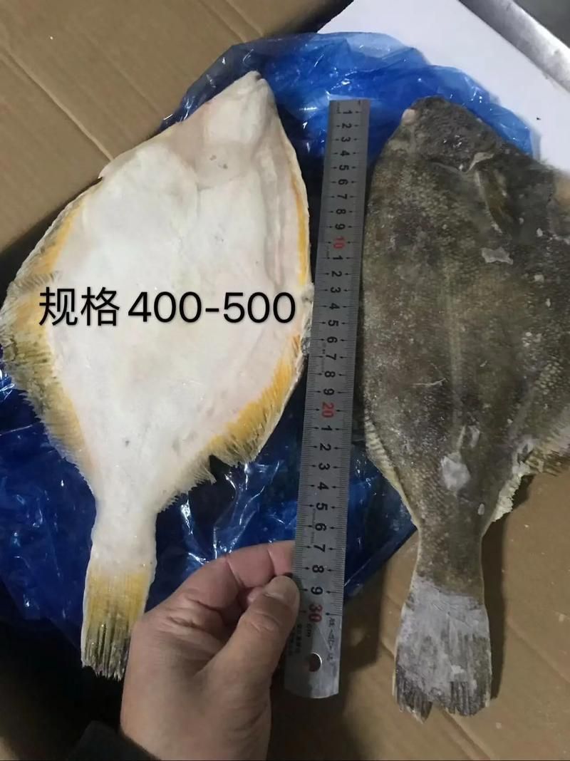 如何區(qū)分黃寬帶蝴蝶魚的性別？