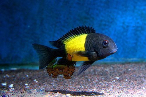 如何區(qū)分黃寬帶蝴蝶魚的性別？