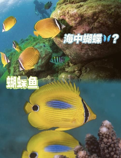 如何區分黃寬帶蝴蝶魚的性別？