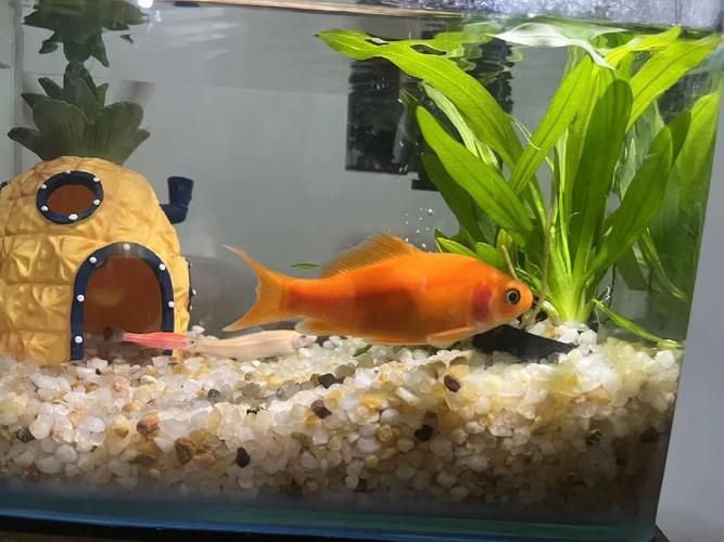 如何判斷曼龍魚是否生病，如何判斷曼龍魚是否生病是否生病