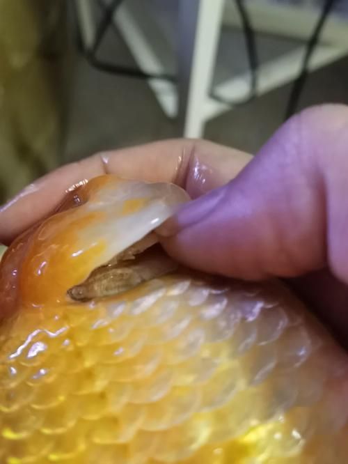 如何判斷曼龍魚是否生病，如何判斷曼龍魚是否生病是否生病