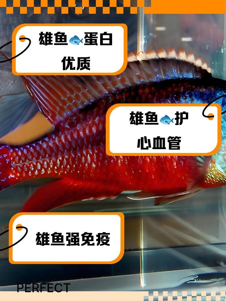 雄魚和龍頭魚哪個更有營養