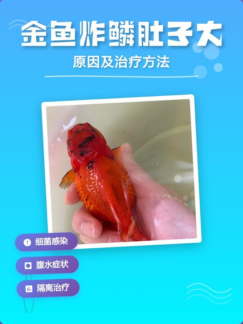 金魚大肚子炸鱗如何治療，金魚大肚子炸鱗如何治療金魚大肚子炸鱗如何治療