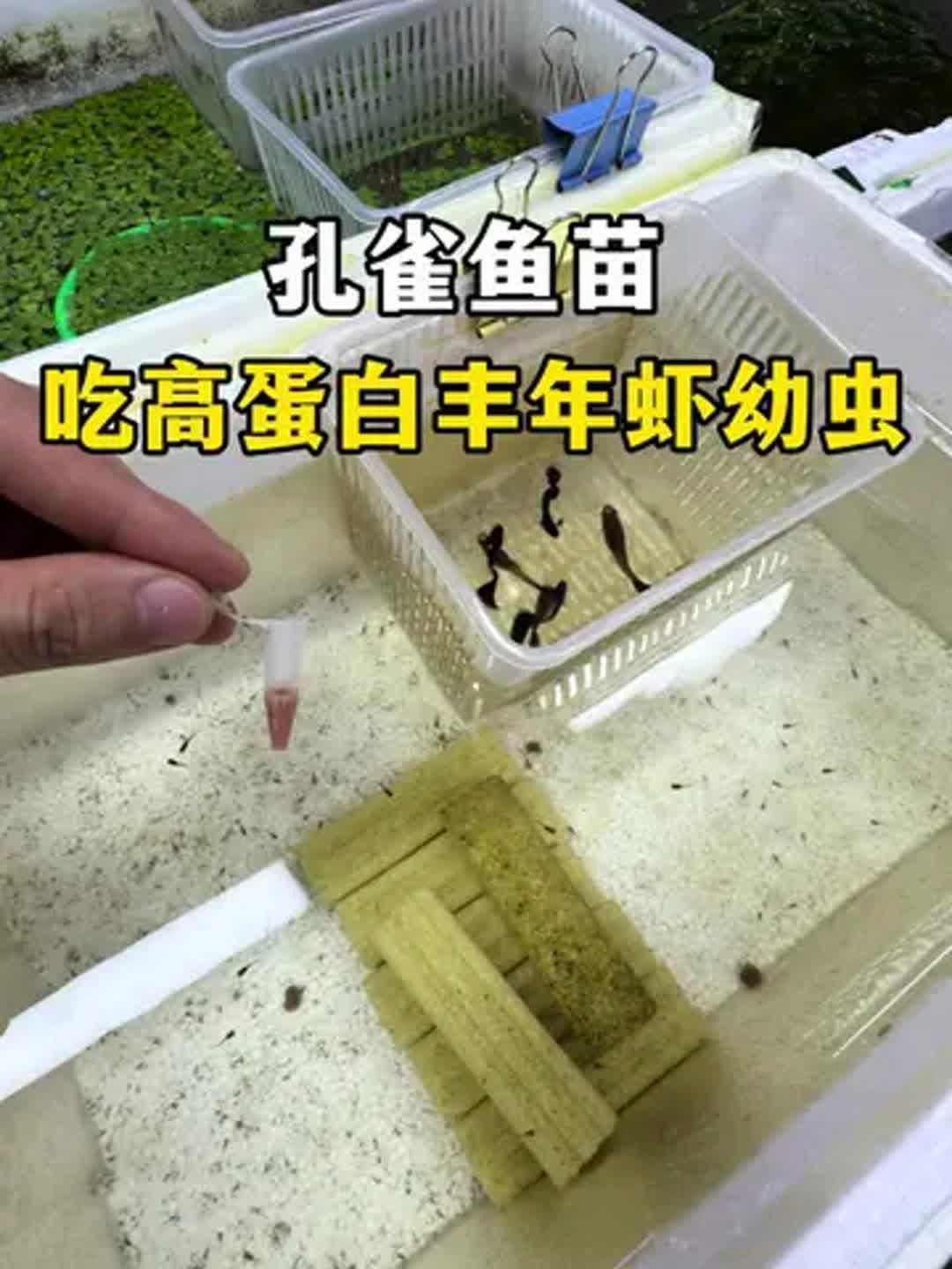 25天的小孔雀魚吃什么，25天的小孔雀魚吃什么,小孔雀魚吃什么
