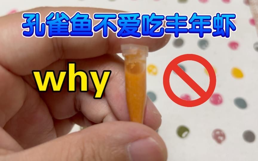 25天的小孔雀魚吃什么，25天的小孔雀魚吃什么,小孔雀魚吃什么