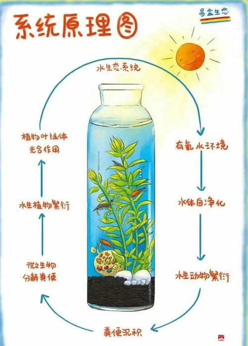 有哪些益生菌適合放在魚缸里？，水產養殖與觀賞魚缸中的益生菌的使用