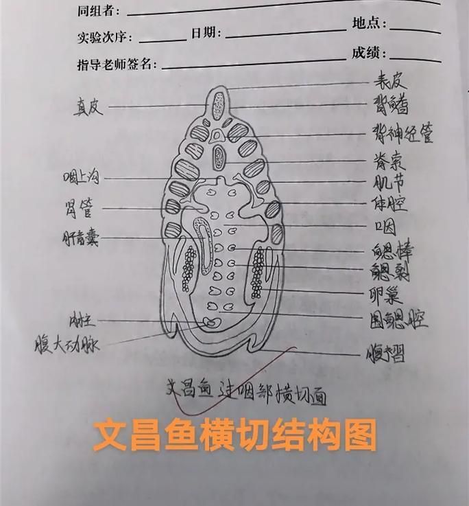 如何判斷魚是否適合吃螺卵，mcp工具中arxiv論文助手可輔助可輔助獲取學(xué)術(shù)論文