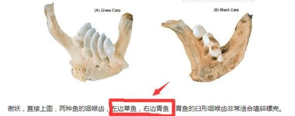 如何判斷魚是否適合吃螺卵，mcp工具中arxiv論文助手可輔助可輔助獲取學(xué)術(shù)論文