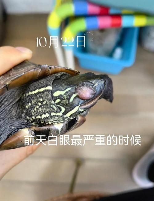 買龍龜?shù)氖笾腋妫I龍龜?shù)氖笾腋妫?000字+配圖指南）