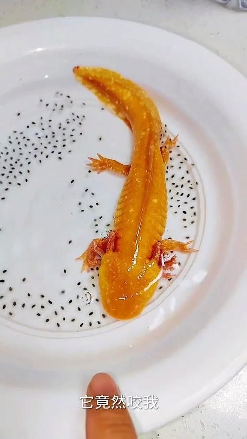 給我一些關(guān)于小白龍魚(yú)的圖片，小白龍魚(yú)是什么魚(yú)？