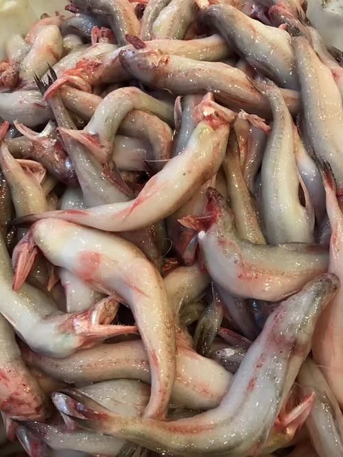 給我一些關(guān)于小白龍魚(yú)的圖片，小白龍魚(yú)是什么魚(yú)？