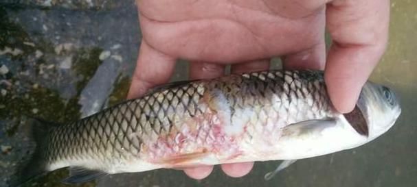 有哪些藥物可以治療金魚細菌感染，arxiv論文助手治療金魚細菌感染的藥物可以治療金魚細菌感染
