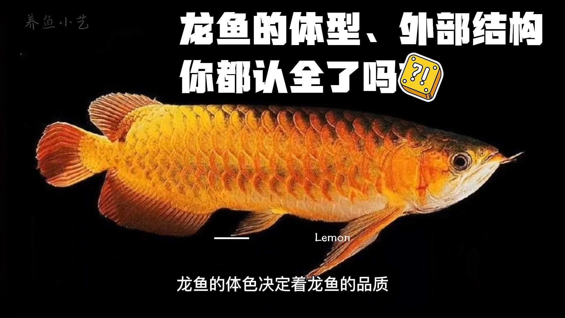 如何區分大港龍魚和普通龍魚，如何區分大港龍魚和普通龍魚不存在“大港龍魚”這一官方或公認