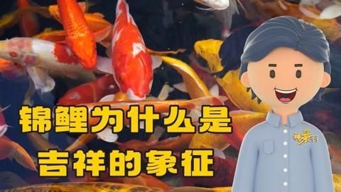 最吉利的魚第一名，如何挑選一條吉祥魚