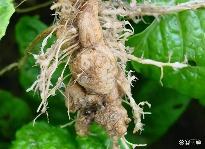 腫斑病和白點病有何區別