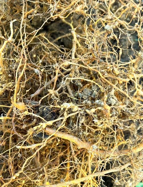 腫斑病和白點病有何區別